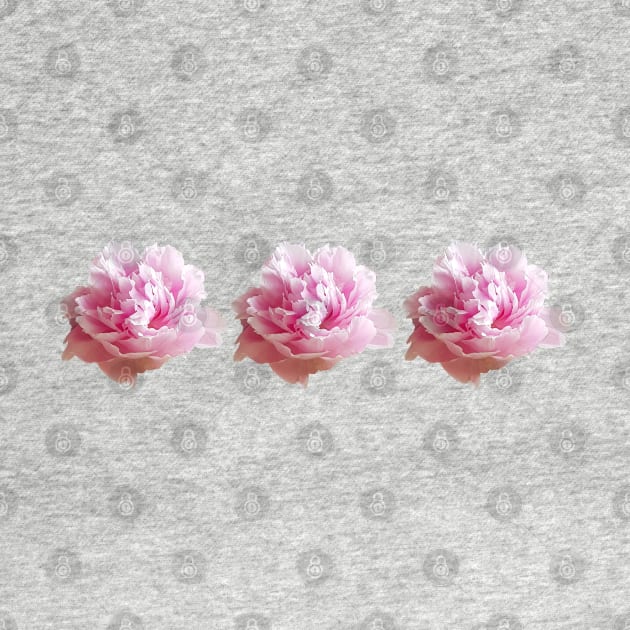 Three Pink Peony Flower Photos by ellenhenryart